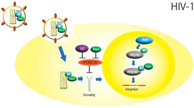 Roles of peptidyl prolyl isomerase Pin1 in viral propagation